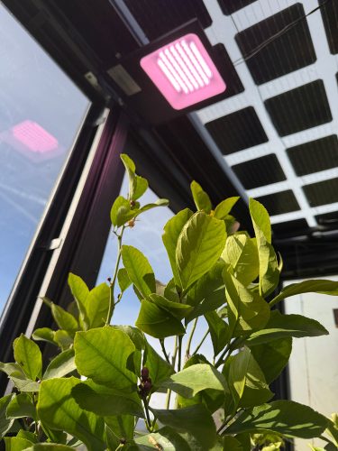 SunElements Blog - Wie Frostwächter das Klima im Gewächshaus stabil halten - Zubehör Pflanzenlampe